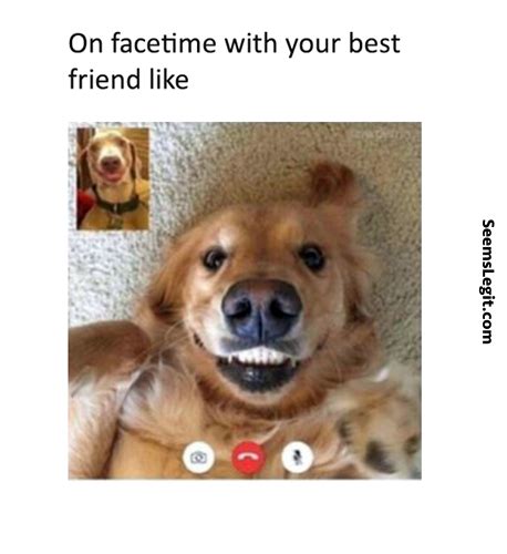 Cool Dog Memes Facetime Romance Movies