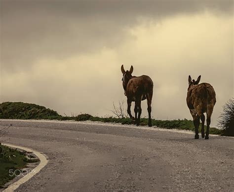 Donkeys Loose On The Road Runaway Donkeys On A Mountain Road In Tinos
