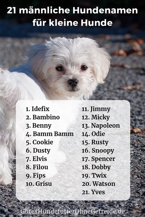 Weitere ideen zu süße hunde, hunde, tiere. 21 männliche Hundenamen für kleine Hunde - Namensliste mit ...
