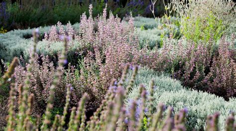 20 Amazing Lavender Companion Plants Uk