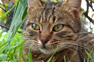 Is parsley safe for cats? Parsley for Cats - Pets