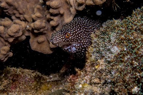 Unusual Moray Eel Facts And Photographs Seaunseen