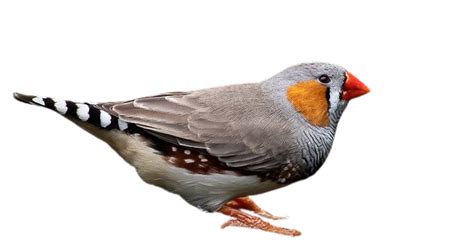 Finch Png Clipart Png All Png All
