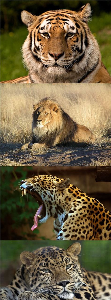 Leopard Lion Jaguar Tiger Felidae Png 858x2317px Leopard Animal