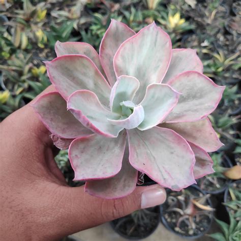 Echeveria Chantilly Hybrid