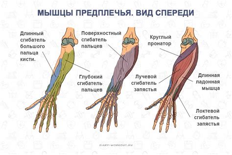 Мышцы отвечающие за движение пальцев рук