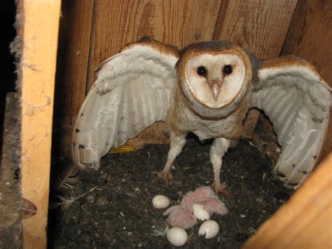 Fluffy Baby Barn Owl