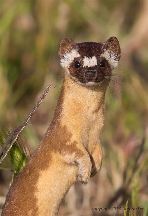 Wild Long Tailed Weasel Cute Animals Animals Beautiful