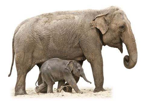 Mom And Baby Elephant Png Transparent Mom And Baby Elephantpng Images