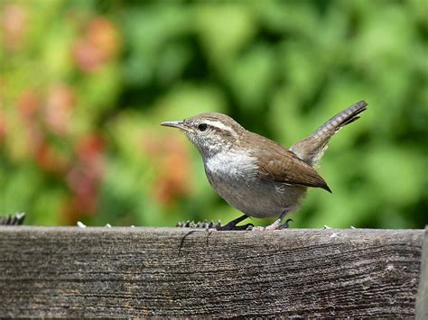 Thryomanes Bewickii Bewicks Wren Juvenile So Young And Flickr