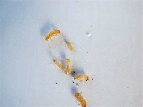 We plan on diving deeper into the major and minor scales in later episodes, but for those that need a quick explanation, this is a great informative. Schedorhinotermes spp termites. This shows the distinct ...
