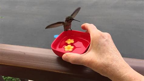 Hand Feeding Hummingbird For First Time Slow Motion Youtube