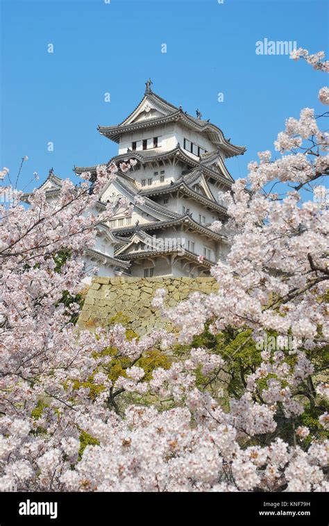Cherry Blossoms In Full Bloom In Spring At Himeji Castle Japan A