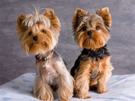 Haircut terms with pictures female. Top Yorkie Haircuts 2020 - Yorkie Clothing
