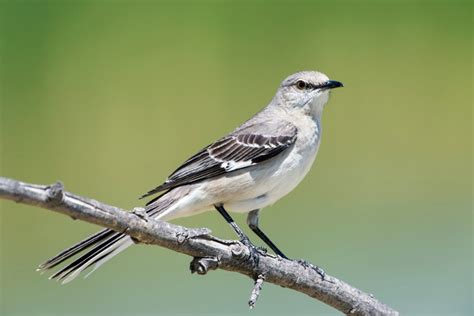Fascinating Facts About The Arkansas State Bird Somewhere In Arkansas