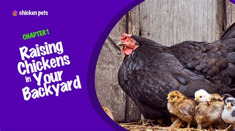Raising Chickens In Your Backyard Pros Cons Costs Chicken Pets