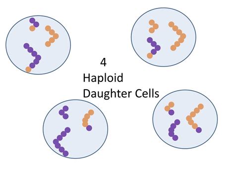 Ppt Diagram A Cell With Four Chromosomes Going Through Meiosis