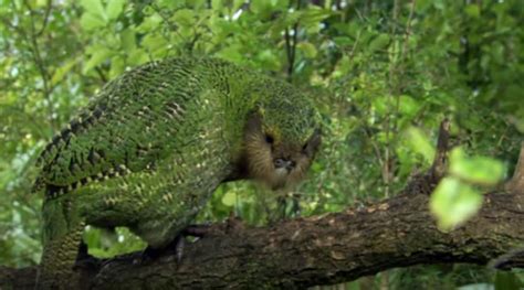 This Flightless Parrot Is New Zealands Bird Of The Year Again Amid
