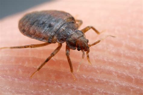Bedbug Insects World