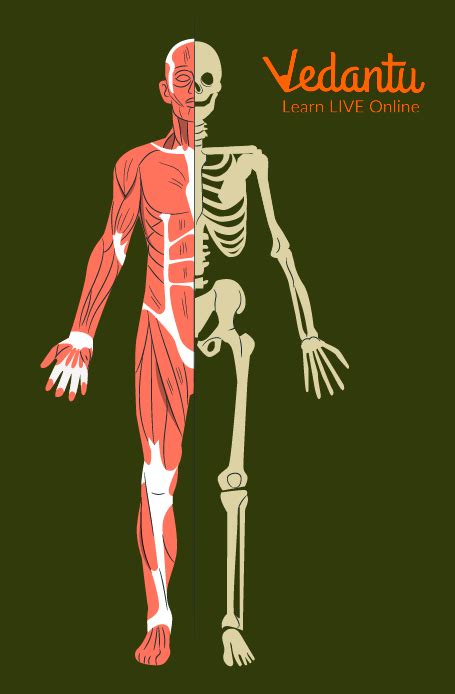 Bones And Muscles Learn Definition Facts And Examples