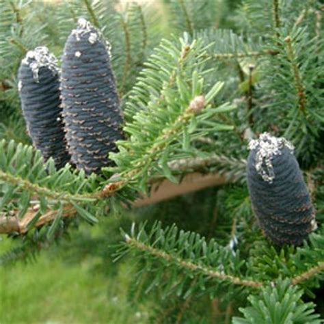 Luckily, there are some small trees you can still select for these purposes! Small Garden Trees | Ornamental Trees
