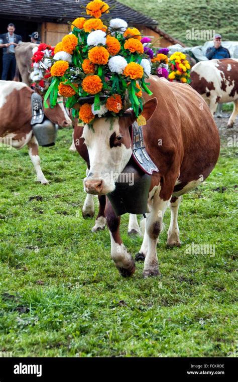 Swiss Cow Decorated With Flowers And Huge Bell Desalpes Ceremony Stock