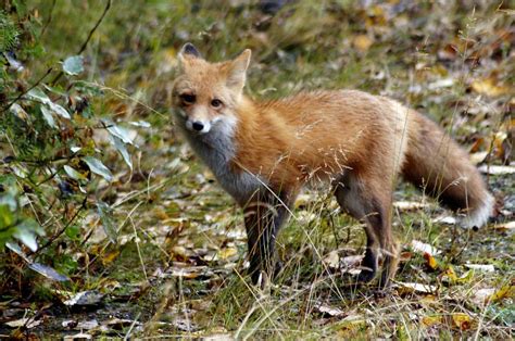 Red Fox Vulpes Vulpes Wildlife Journal Junior