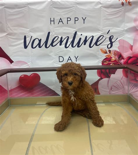 Pawsome Pups New Puppies - Pawsome Pups