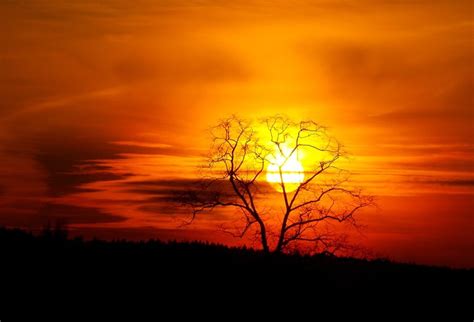 Tree Silhouette Sunset Free Image Download