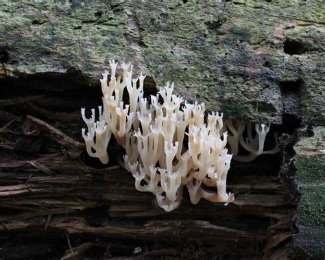 Crown Tipped Coral Mushroom Crown Tipped Coral Mushroom C Flickr