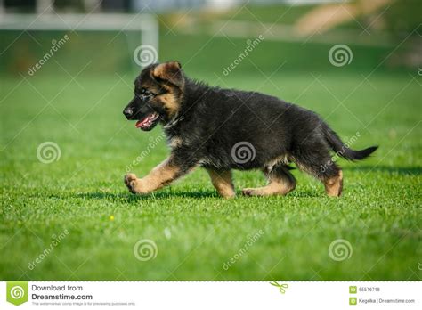Running German Shepherd Puppy Stock Photo Image 65576718