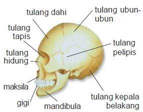 We did not find results for: BIOLOGI GONZAGA: KERANGKA TUBUH MANUSIA
