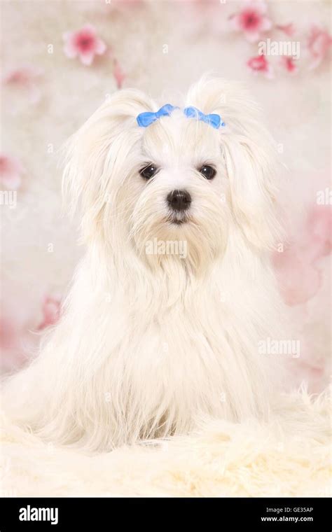 Maltese Dog And Bow Hi Res Stock Photography And Images Alamy