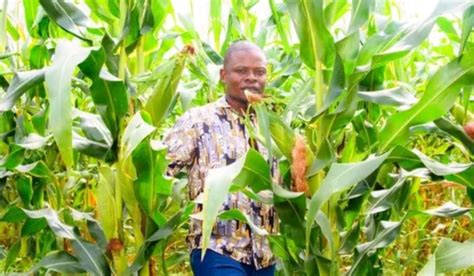 Fugitive Prophet Bushiris Goshen Farm In Malawi Expects Bumper Harvest