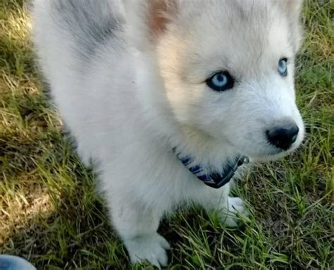 The siberian husky will respond well to training if you are a strong leader who works with the dog consistently. Eskimo husky (huskimo) for sale in Yakutat, Alaska ...