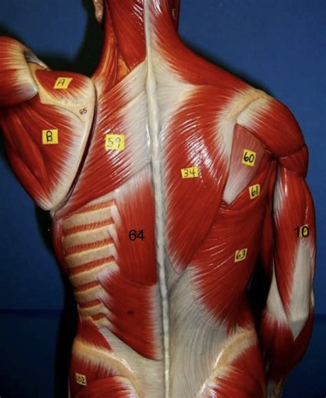 Back Muscles Diagram Quizlet