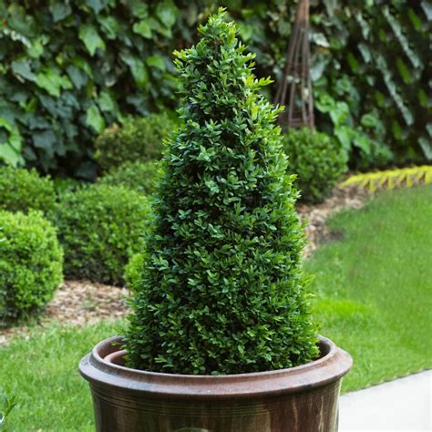 Buxus Pyramid Topiary Outdoor Shrub 60 70cm Free Uk Delivery