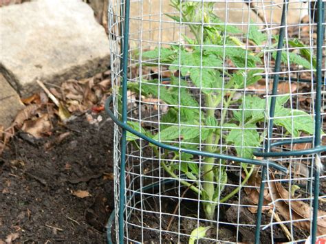 Diy Protect Your Plants With This Easy Possum Shield