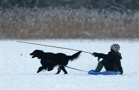 How Many Dogs Pull A Sled