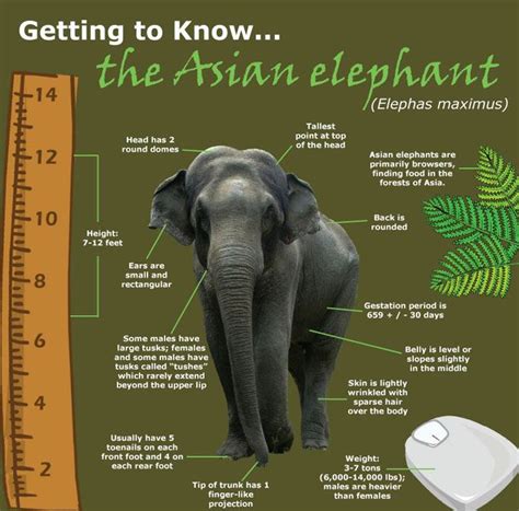 Ten Facts About Elephants