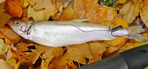 Wann lohnt sich der ansitz auf eine bestimmte fischart? Hecht: Wann schlägt man an? - Der Raubfisch