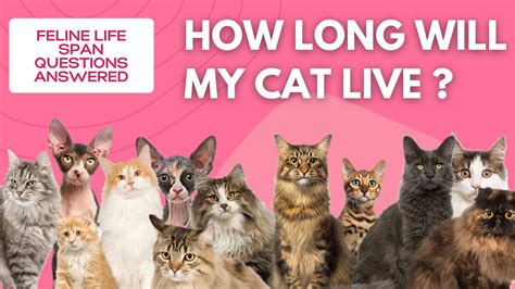 How Long Do Cats Live You Can Make A Difference Cat Lifespan
