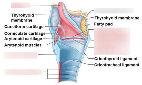 Larynx Diagram Labeled