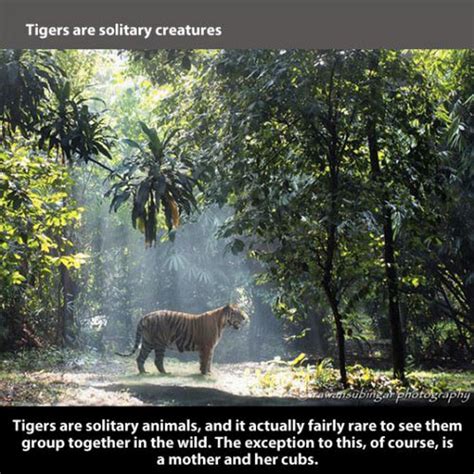 fun and fascinating facts about tigers 22 pics