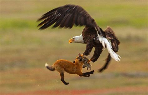 Watch Bald Eagle Battles Fox For Rabbit In Skies Above San Juan Island