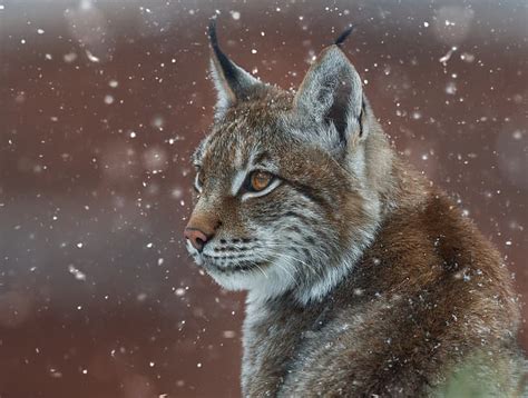 Hd Wallpaper Face Snow Portrait Lynx Wild Cat Oleg Bogdanov