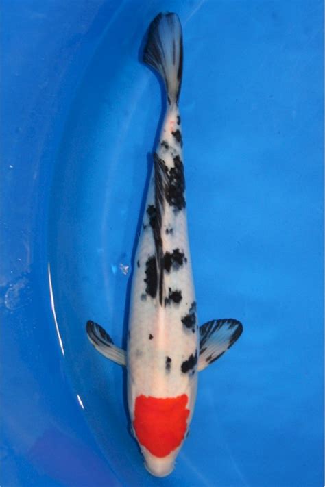 Koi Tancho-Showa