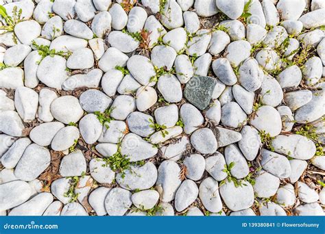 Close Up White Pebbles Texture With Green Grass Stock Image Image Of