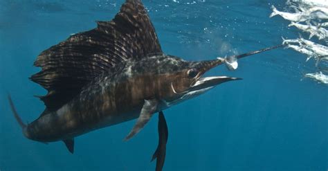 Discover The Largest Sailfish Ever Caught In Louisiana Az Animals