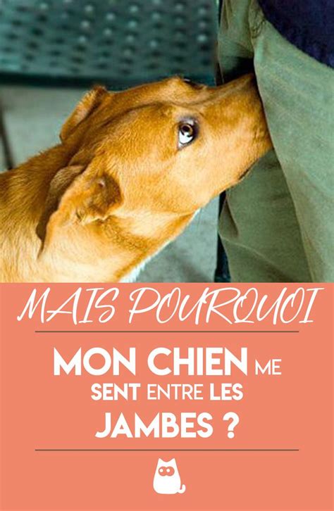 Pourquoi Les Chiens Restent Collés Après Laccouplement Automasites